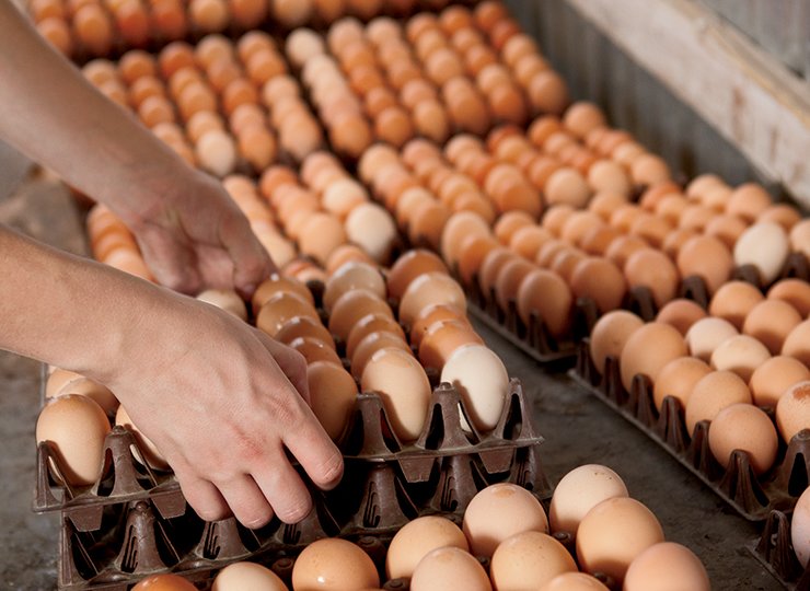 2017'de yumurta fiyatlarının zamlanması