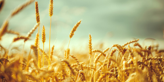 Buğday Fiyatı Son 1 Yılın En Yüksek Seviyesinde