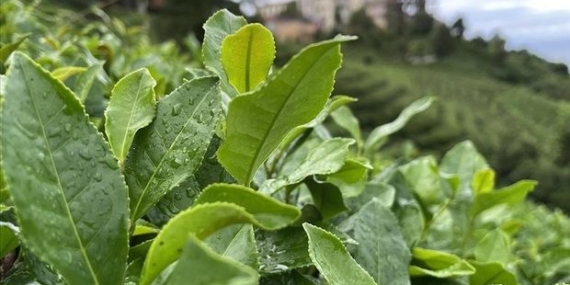 Çaykur Announces Purchase of Fresh Tea Leaves