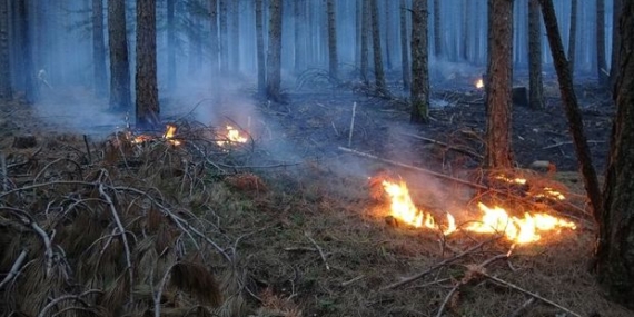 Dünya Bankası, Türkiye’ye 400 Milyon Dolarlık Orman Finansmanı Sağlıyor