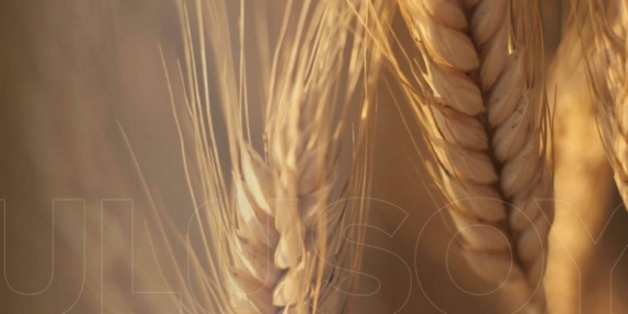 Ulusoy Un (ULUUN), Yatırımcıları Sevindirecek Yeni Kararını Açıkladı