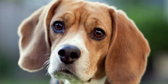 ABD’de Köpeklere Zulmeden Şirkete Tarihi Para Cezası