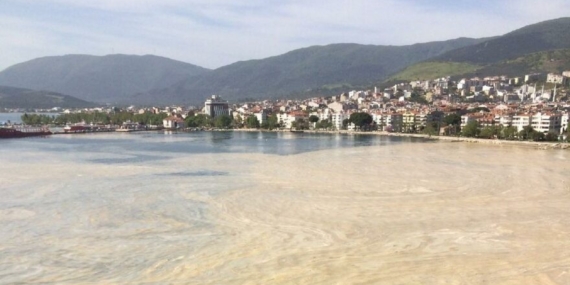 Marmara Denizi’nde Balık Çeşitliliğinde %25 Azalma: Müsilajın Etkileri